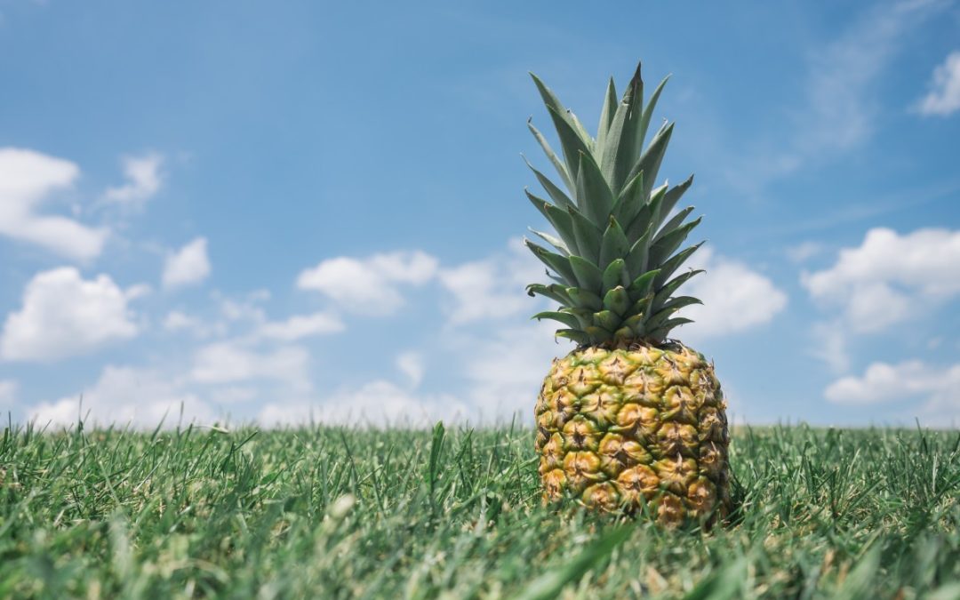 Le Pineapple Fund : le premier exemple de don en crypto monnaies, d’une valeur de 86 millions de $