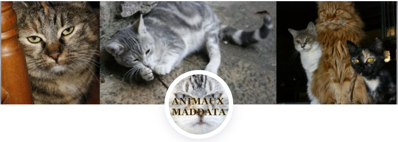animaux_maddata