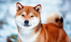 Shiba inu